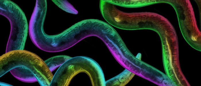 c-elegans-QBI-worm-nerve-injury