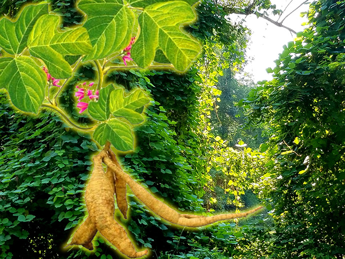 Pueraria Root: Modern Research Supports Health Benefits of an Ancient Vine